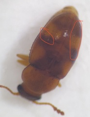 Toramus pulchellus