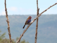 Granatina ianthinogaster
