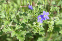 Erodium crinitum