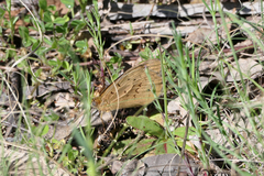 Heteronympha merope