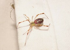 Thwaitesia nigronodosa