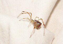 Thwaitesia nigronodosa