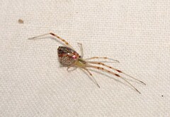 Thwaitesia nigronodosa