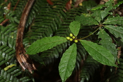 Pittosporum rubiginosum