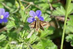 Taractrocera papyria