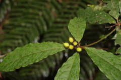 Pittosporum rubiginosum