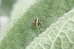 Oxyopes gracilipes