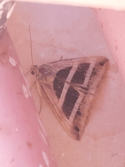 Grammodes bifasciata