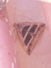 Grammodes bifasciata