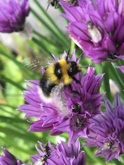 Bombus jonellus