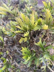 Argyranthemum frutescens