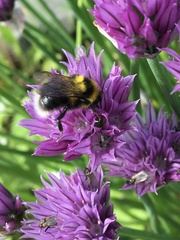 Bombus jonellus