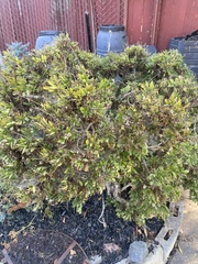 Argyranthemum frutescens