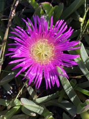 Carpobrotus mellei