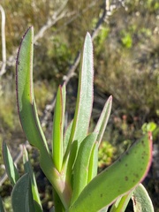 Carpobrotus mellei