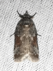 Nycteola
