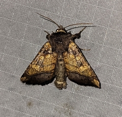 Papaipema cataphracta