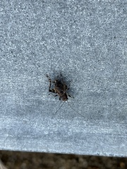 Dianemobius fascipes nigrofasciatus