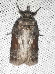 Nycteola