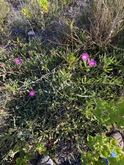 Carpobrotus mellei