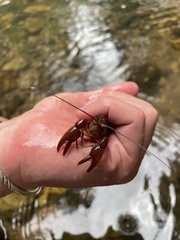 Cherax depressus