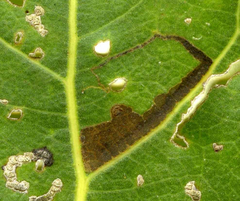 Stigmella trimaculella