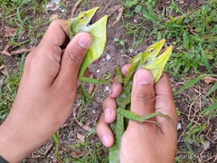 Bronchocela jubata