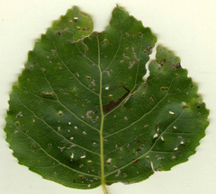 Stigmella trimaculella