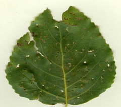 Stigmella trimaculella