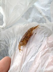 Parathelphusa convexa