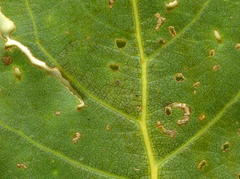 Stigmella trimaculella