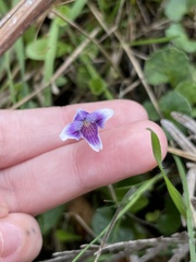 Violaceae