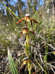 Lyperanthus serratus