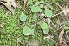 Ranunculus reflexus