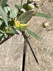 Hemicordulia australiae