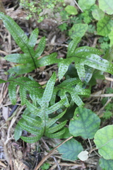 Microsorum pustulatum pustulatum