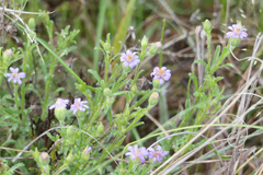 Vittadinia