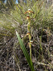 Lyperanthus serratus