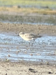 Pluvialis squatarola