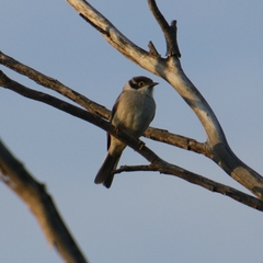 Melithreptus brevirostris