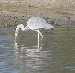Ardea cinerea