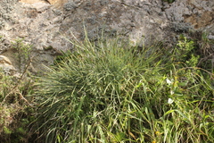 Aciphylla squarrosa