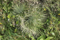 Aciphylla squarrosa