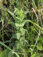 Bellardia viscosa