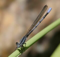 Argia hinei