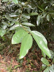 Cinnamomum iners