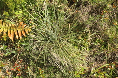 Aciphylla squarrosa