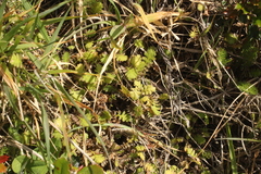 Leptinella squalida