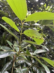 Cinnamomum iners