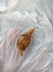 Parathelphusa convexa